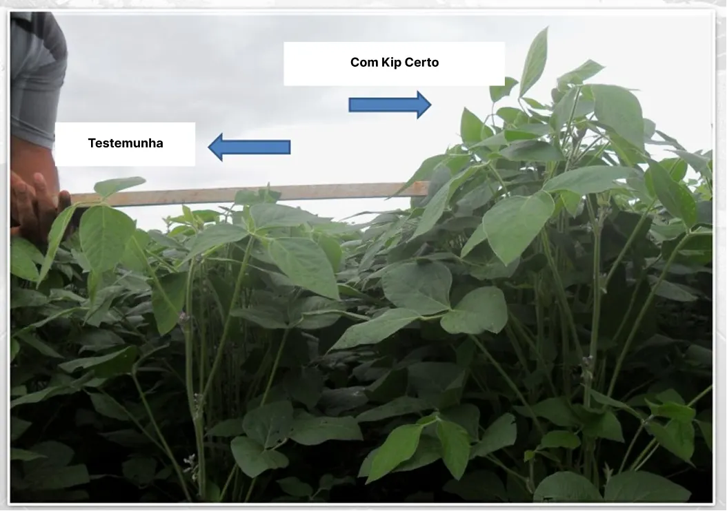 Campo de cultivo ao entardecer com plantação saudável...
